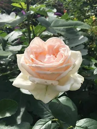 Landhuis La Residenza Di Campagna Manciano